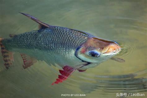 飛鳳魚|飛鳳:飛鳳背鰭上沒有橫向粗條紋，鮮紅的臀鰭，橘紅。